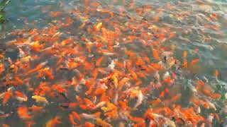 Captivating Koi Carp Dancing in the Mud Pond Symphony #shortvideo