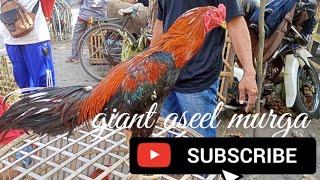 king aseel murga champion in bird market !!! ranpuri aseel lovers around the world !!! giant aseel