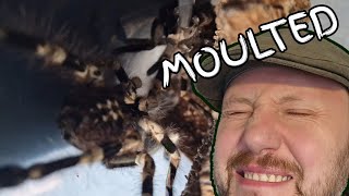 Poecilotheria miranda (Bengal Ornamental Tarantula) MOULTED out! No spiderlings this time