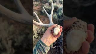 New vid going live tonight! Lots of mule deer sheds