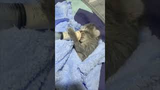 This tiny little kitten is my stress reliever after i return from work #kitten #shorts #viral