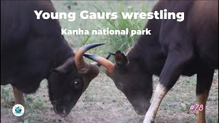 Wild Gaur | Wrestling