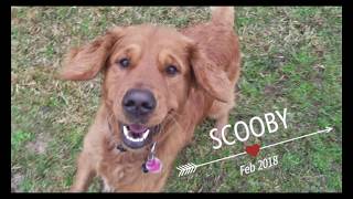 Houston dog training | 2 yr old Golden Retriever Scooby learning advanced obedience