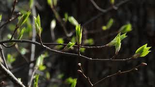 Песня зарянки Erithacus rubecula / European robin song