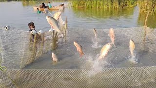 #fishing #fish #gonefishing #fishlovers #villagelife #fishfry #fishingvideo #fisherman