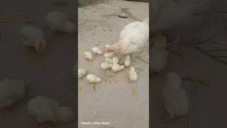 My Village Hen and chicks #youtubeshorts #viral #villagelife