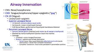 Keyword Review 2019 | Respiratory Anatomy, Physiology & Thoracic (part 1 of 5) - (Dr. Schell)