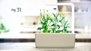 Cornflower timelapse: Click & Grow Indoor Garden