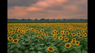 Photographing Sunflowers: Landscape Photography in the Hudson Valley