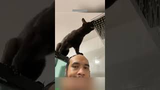 ❤️🐈 Funny cats ❤️🐈 , ❤️Cute cats #CatHouse  episode 909