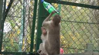 Monkey drinks the sprite Until the last drop