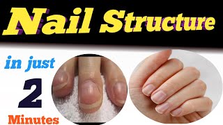 nail structure