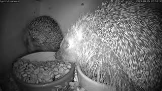 Igel rastet beim Fressen völlig aus