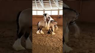 most beautiful  horse in the world  don't  miss 🦄🦄🦄🔥🔥 pls like subscribe share Thanks