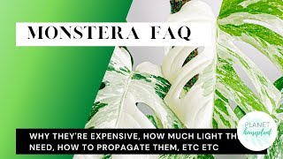 Monstera FAQ || Aerial Roots, Direct Sunlight, and Propagating