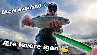 50+ cm Havørred 🐟 på Ærø 🎣