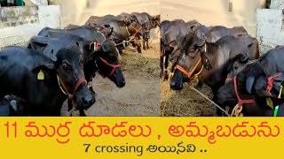 murrah calfs for sale 9866117624 | heifers , Agri News | marketing