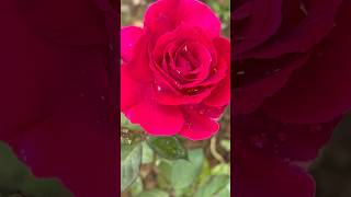 Most popular red roses🥀 || Home Gardening | #flowers #trending #gardening #youtubeshorts