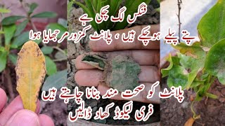 Organic Cheap Liquid Fertilizer & Fungicide for Plants | Podon ko Sokhne se Bachae | Yellow Leaves