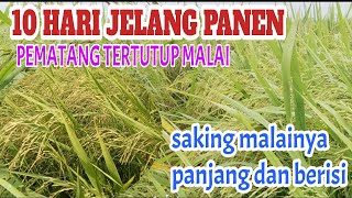 padi mapan 05 |  10 hari jelang panen pematang tertutup malai