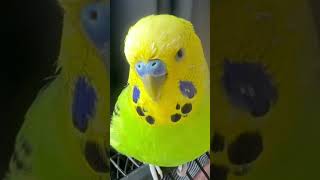 Sam came so close to the camera :) #budgielove #birds #parrotvideo #budgies #jerusalema