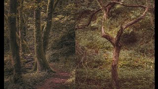 Local Woodland Photography: Scouting for Future Shots