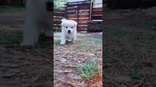 BEAUTIFUL PUPPY STATUS #shorts #viral #beautiful #pets #status #dog #doglover #reel #puppy