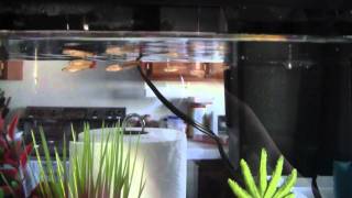 Golden White Cloud Mountain Minnows [Watch in HD]