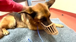 Our BIG sister Lily Update - X Ray Appointment #germanshepherd