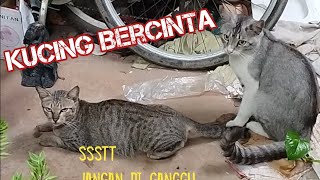 asyiknya kucing bercinta