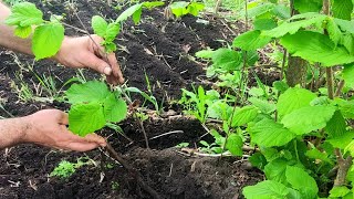 Узнав Эти Два Секрета Вы Сможете Легко Размножить Любой Кустарник. (Ещё не поздно это сделать)