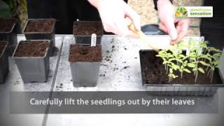 Grow Your Own Tomato Guide - Pricking Out Tomato Seeds