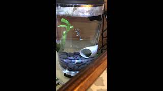 African Dwarf Frog Time Lapse