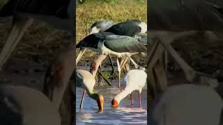 birds with long legs and long beaks