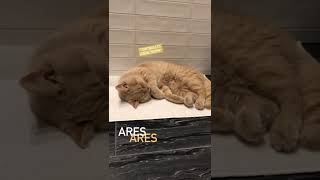 Sleepy Cat | AresSpeaks