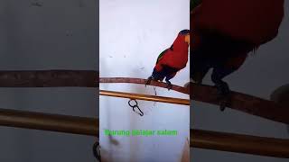 burung belajar salam dengan baik