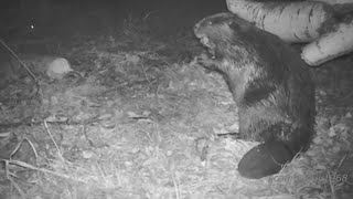 Beavers are Awesome Animals