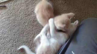 Cute Adorable Kittens Playing on Rug 01