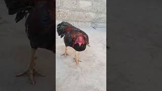 Quality lakha aseel #subscribe #aseelmurga #aseellovers #birds #fight #pakistan #pets #vlog