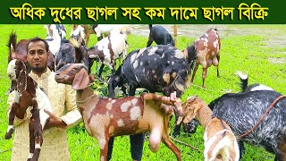 অধিক দুধের ছাগল সহ কম দামে ছাগল দিচ্ছেন রাকিব ভাই goat farm