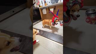 Dog fatality #funny #dog #reels #animals #shorts