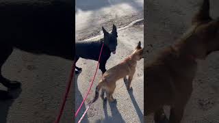 Solid black German shepherd and Belgian malinois Puppy