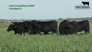 Lote 4 Vaquillonas MAS