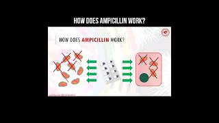 How does ampicillin work? #ampicillin #antibiotics #pharmacology #health