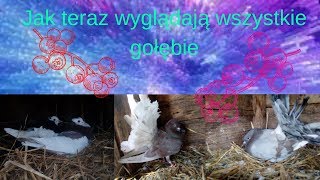 Jak teraz wyglądają #8 -Wszystkie gołębie