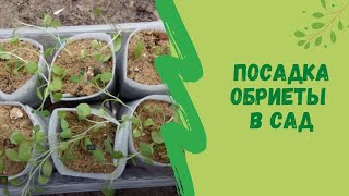 Посадка обриеты в сад