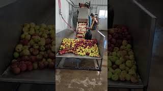 These organic apples made 45 gallons of juice