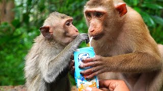 Too sweet monkey drinking milk, sister Lizza & Down