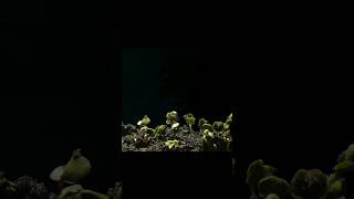 Amazing Seed Sprouting Time Lapse #seeds #germination #timelapse #shorts