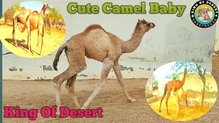 Camels lifestyle in the desert | منظر مذهل لصحراء الثار | Camel is called ship of desert